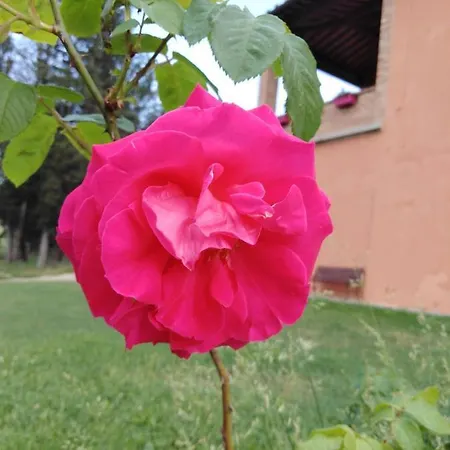 Niccoli